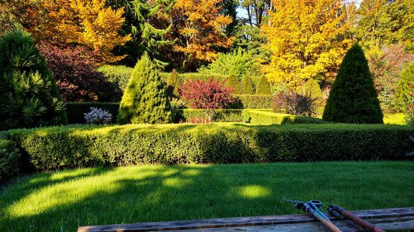 Les meilleures astuces pour tailler vos haies brillamment